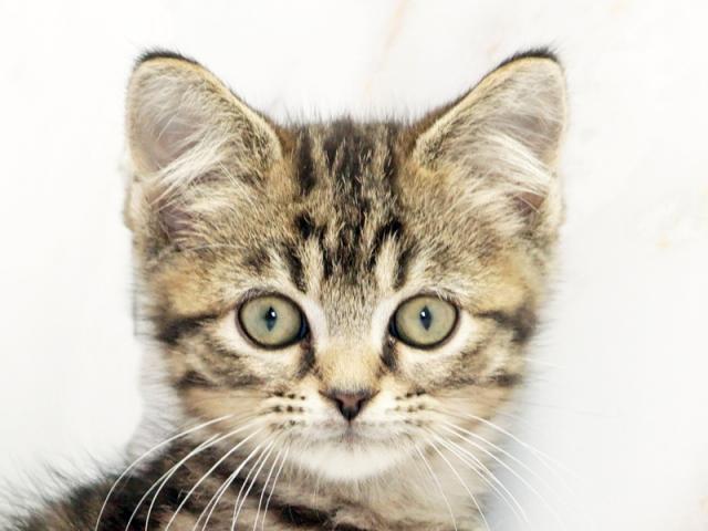 クリックすると詳細データが見られます。