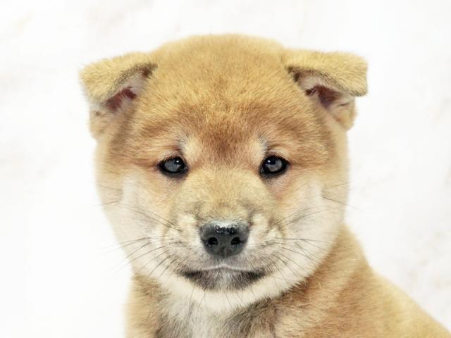 クリックすると詳細データが見られます。