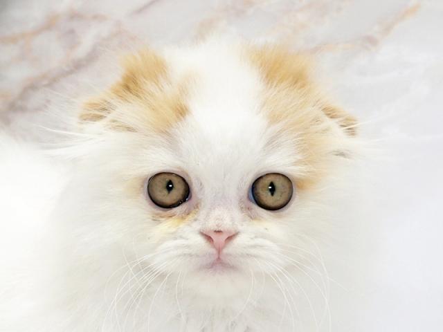 ����å�����Ⱦܺ٥ǡ����������ޤ���