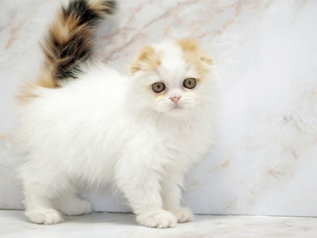 ����ͥ���2