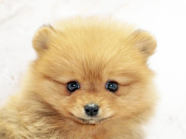 クリックすると詳細データが見られます。