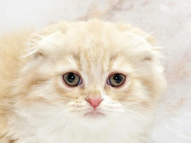 ����å�����Ⱦܺ٥ǡ����������ޤ���