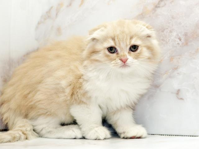 ����ͥ���2