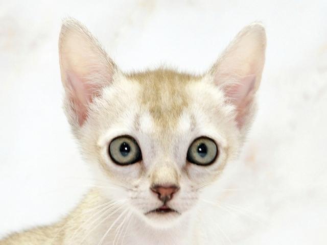 クリックすると詳細データが見られます。