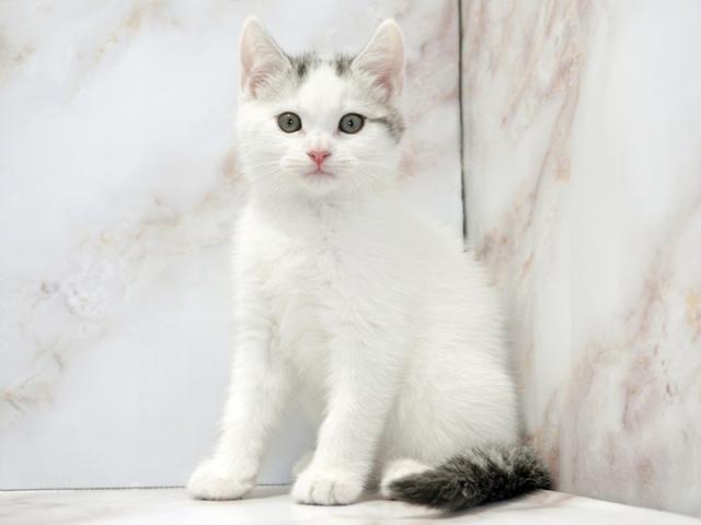 ����ͥ���2