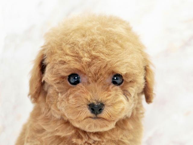 クリックすると詳細データが見られます。