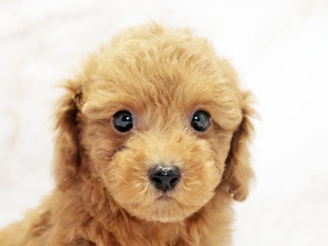 クリックすると詳細データが見られます。