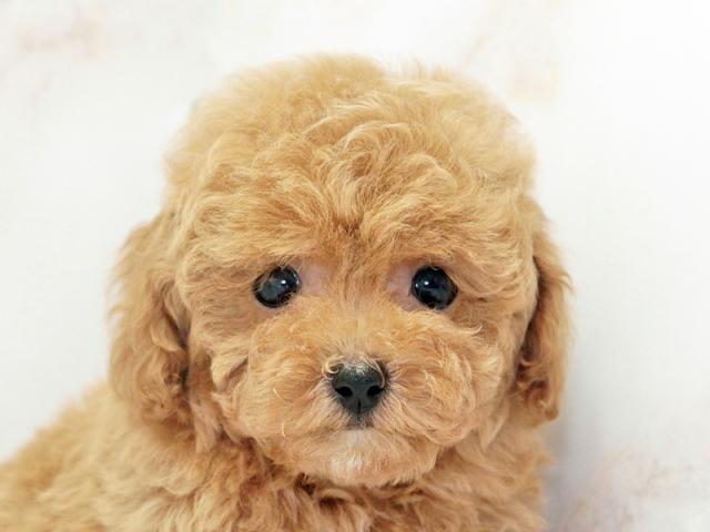 クリックすると詳細データが見られます。