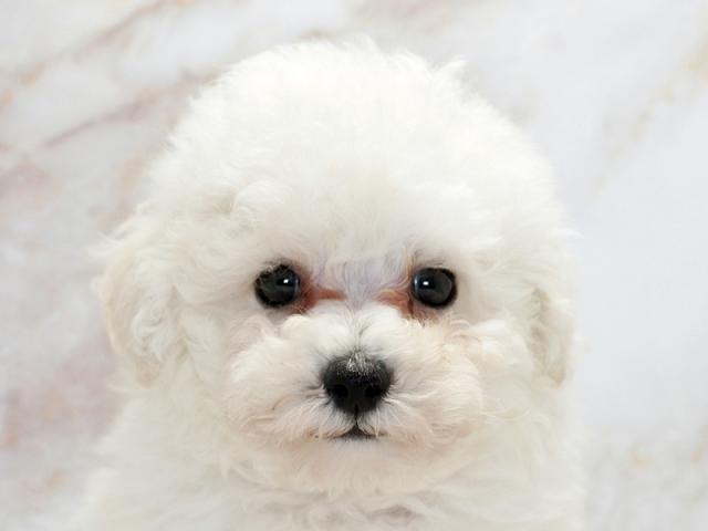 クリックすると詳細データが見られます。