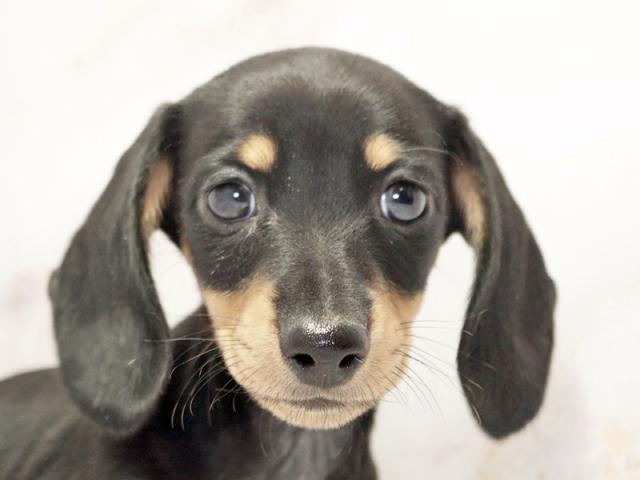 クリックすると詳細データが見られます。