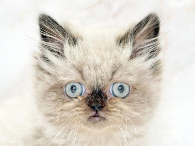 ����å�����Ⱦܺ٥ǡ����������ޤ���