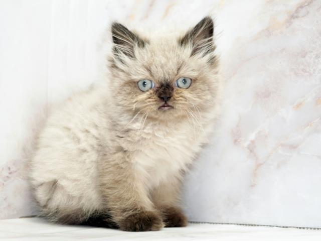 ����ͥ���2