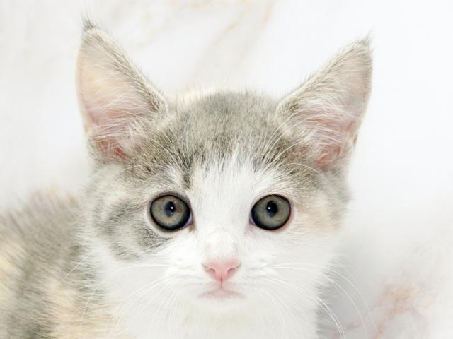 クリックすると詳細データが見られます。