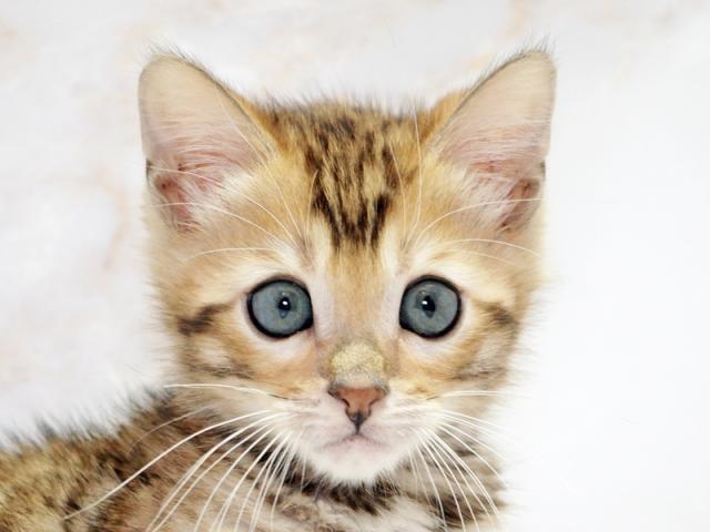 ����å�����Ⱦܺ٥ǡ����������ޤ���