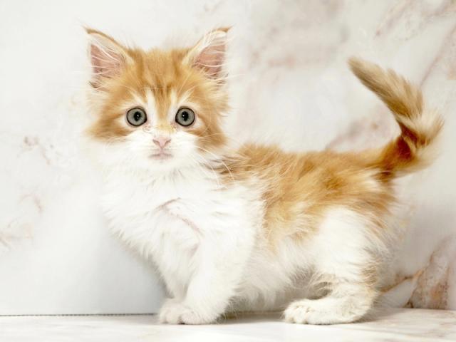 ����ͥ���2