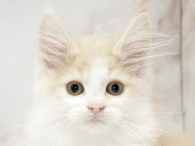 ����å�����Ⱦܺ٥ǡ����������ޤ���