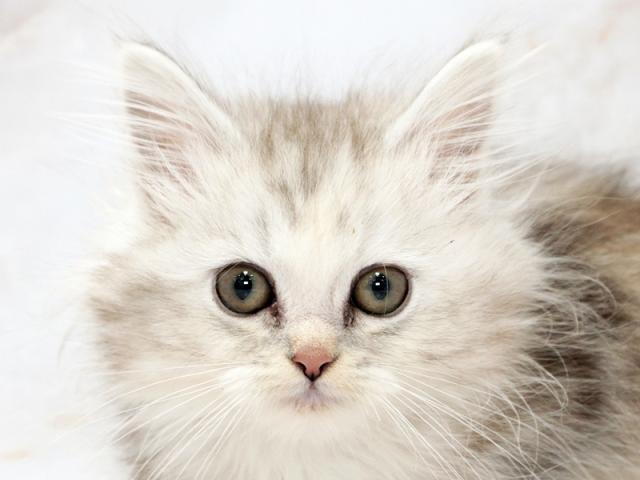 ����å�����Ⱦܺ٥ǡ����������ޤ���