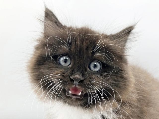 ����å�����Ⱦܺ٥ǡ����������ޤ���