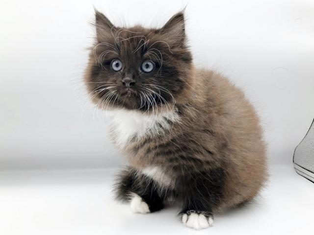 ����ͥ���2