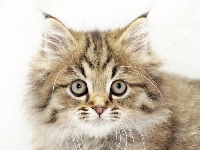 ����å�����Ⱦܺ٥ǡ����������ޤ���