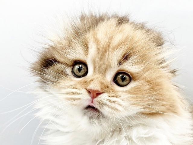 ����å�����Ⱦܺ٥ǡ����������ޤ���