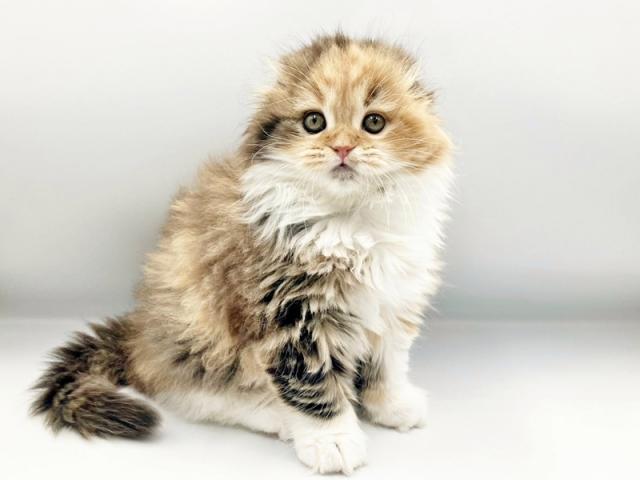 ����ͥ���2