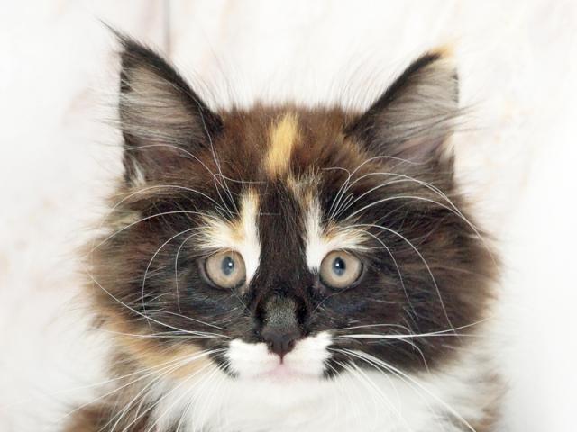 クリックすると詳細データが見られます。