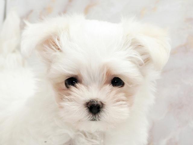 クリックすると詳細データが見られます。