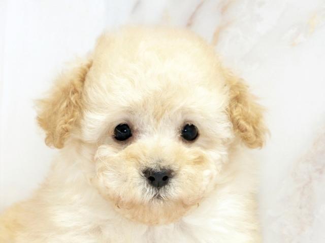 クリックすると詳細データが見られます。