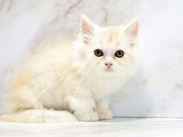 ����ͥ���2