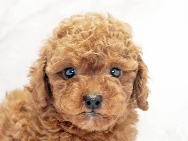 クリックすると詳細データが見られます。