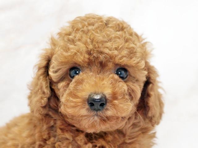 クリックすると詳細データが見られます。