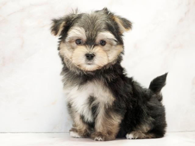 ����ͥ���2