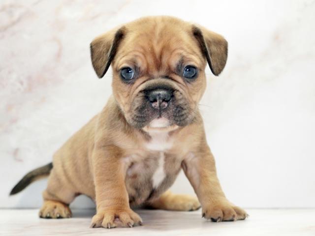 ����ͥ���2