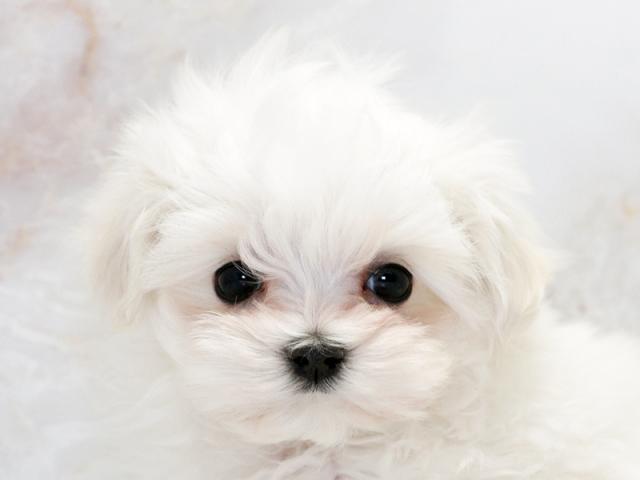 ����å�����Ⱦܺ٥ǡ����������ޤ���