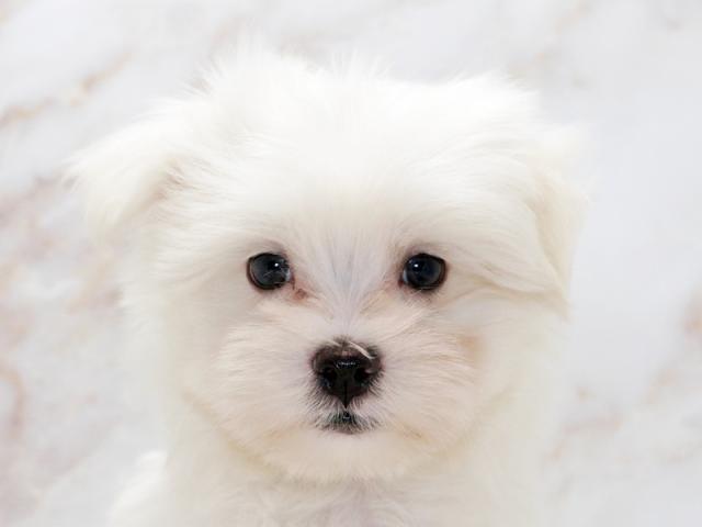 ����å�����Ⱦܺ٥ǡ����������ޤ���