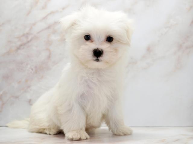 ����ͥ���2