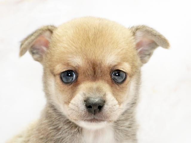 ����å�����Ⱦܺ٥ǡ����������ޤ���