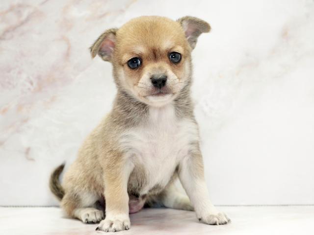 ����ͥ���2