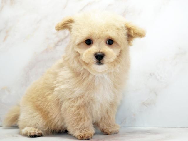 ����ͥ���2