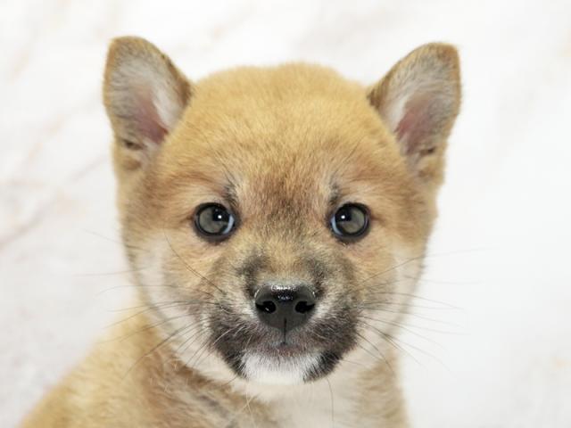 クリックすると詳細データが見られます。