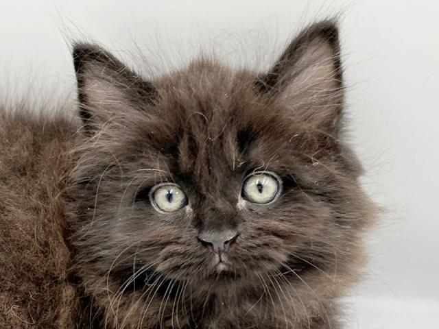 ����å�����Ⱦܺ٥ǡ����������ޤ���