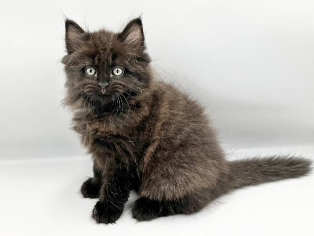 ����ͥ���2