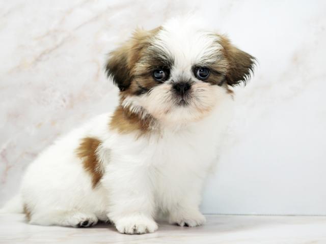 ����ͥ���2