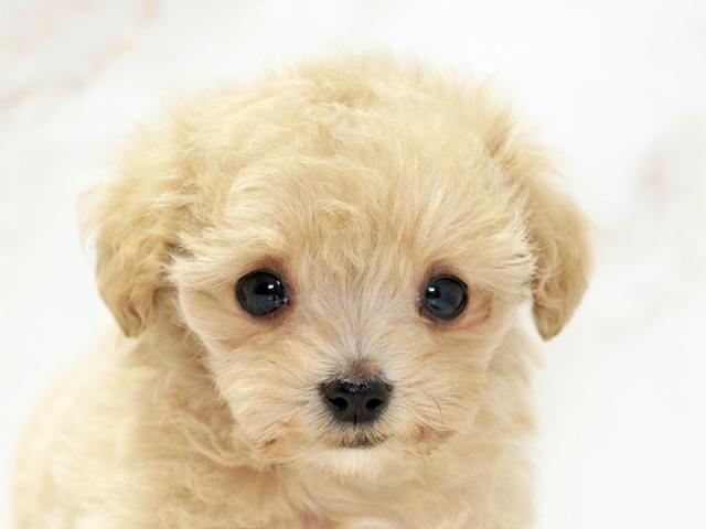 ����å�����Ⱦܺ٥ǡ����������ޤ���