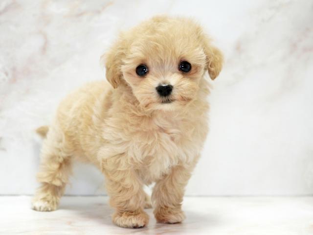 ����ͥ���2