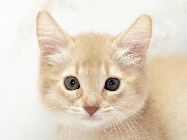 クリックすると詳細データが見られます。