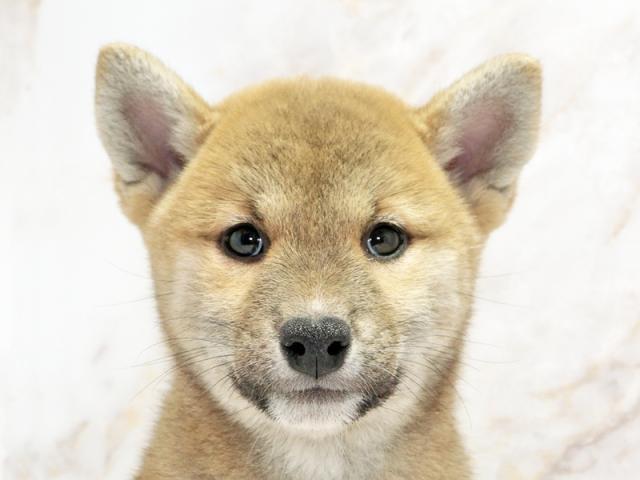 クリックすると詳細データが見られます。