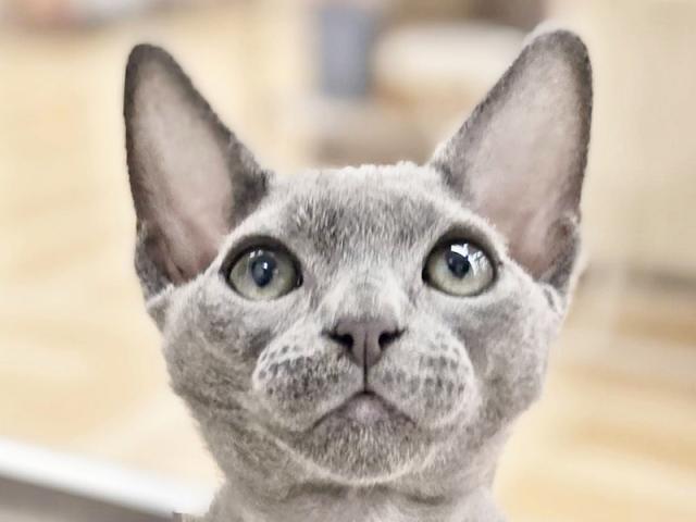 ����å�����Ⱦܺ٥ǡ����������ޤ���