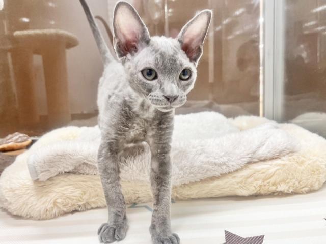 ����ͥ���2